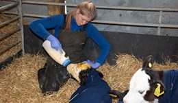 Excellence in youngstock welfare